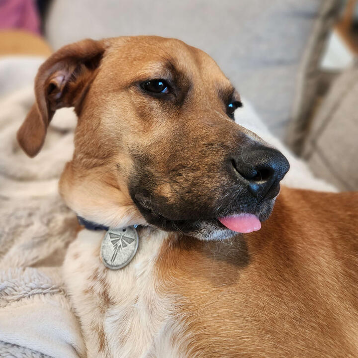 Ellie! Ellie!