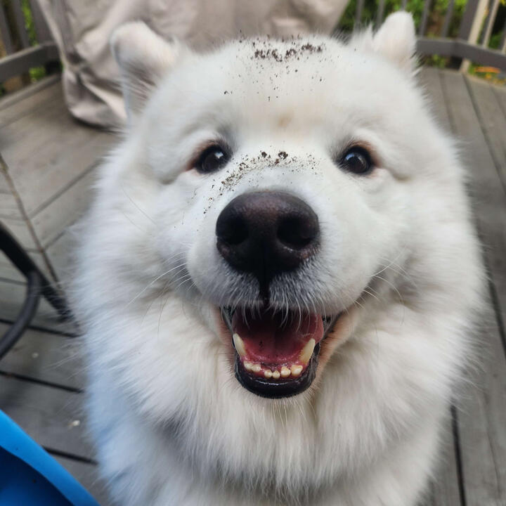 Moogle! Moogle!
